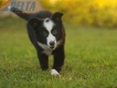 Border Collie Negro Bicolor Hembra #1116H28029.jpg