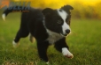 Border Collie Negro Bicolor Hembra #1116H28032.jpg