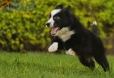 Border Collie Negro Bicolor Hembra #1116H28033.jpg