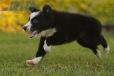 Border Collie Negro Bicolor Hembra #1116H28034.jpg