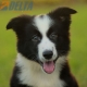 Border Collie Negro Bicolor Hembra #1116H28036.jpg