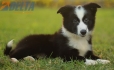 Border Collie Negro Bicolor Hembra #1116H28037.jpg
