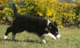 Border Collie Negro Bicolor Macho #1122M18038.jpg