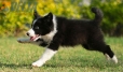 Border Collie Negro Bicolor Macho #1122M18039.jpg