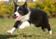 Border Collie Negro Bicolor Macho #1122M18041.jpg