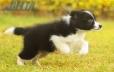 Border Collie Negro Bicolor Hembra #1123H38047.jpg