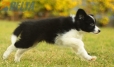 Border Collie Negro Bicolor Hembra #1123H38048.jpg