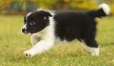 Border Collie Negro Bicolor Hembra #1123H38049.jpg