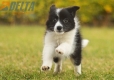 Border Collie Negro Bicolor Hembra #1123H38051.jpg