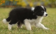 Border Collie Negro Bicolor Hembra #1123H38053.jpg