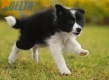 Border Collie Negro Bicolor Hembra #1123H38055.jpg