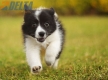 Border Collie Negro Bicolor Hembra #1123H38056.jpg
