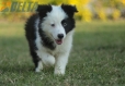 Border Collie Negro Bicolor Macho #1122M28059.jpg