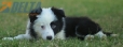 Border Collie Negro Bicolor Macho #1122M28063.jpg
