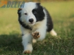 Border Collie Negro Bicolor Macho #1122M28065.jpg