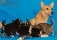 Camada Angelina Welsh Corgi Pembroke243.jpg